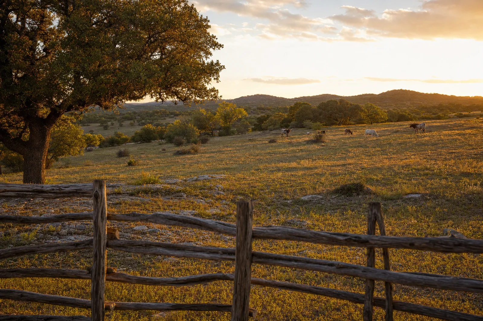 Bandera, Texas — golden-hour Hill Country ranchland with live oaks, a weathered wooden fence, and cattle in the distance